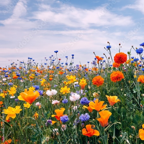 Colorful Wildflowers in a Field During Daytime With Bright Petals and Green L...