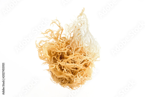 Dried irish sea moss superfood on white background