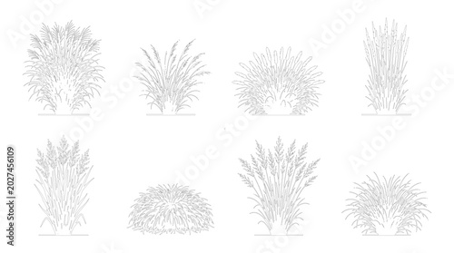 Bild auf Leinwand Upright Dense Ornamental Grass Full Seed Plume Multiple Size Set Front Elevation