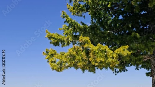 Close up-Fir tree boughs blowing against clear blue sky