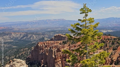 A small pine tree on the rim of Bryce Canyon accents the beautiful red rock formation the the canyon is famous for - slight zoom