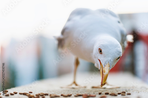 Foto White seagull lowering beak to pick a single crumb on urban concrete edge, close