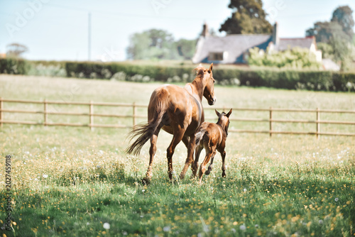 Bild auf Leinwand Chestnut Thoroughbred racehorse mare and foal exploring the field for the first