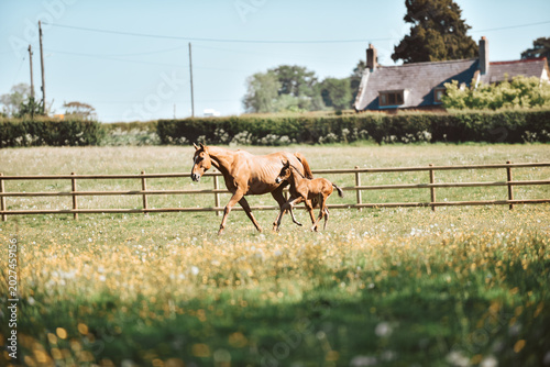 Tableau sur toile Chestnut Thoroughbred racehorse mare and foal exploring the field for the first
