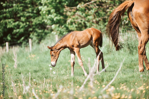 Tableau sur toile Chestnut Thoroughbred racehorse mare and foal exploring the field for the first