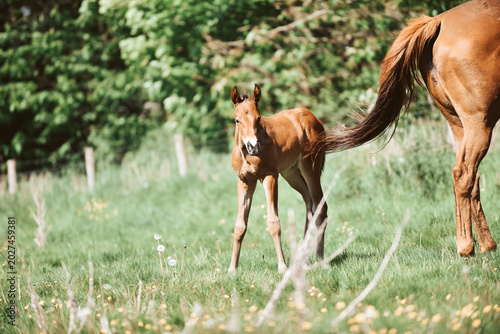 Foto Chestnut Thoroughbred racehorse mare and foal exploring the field for the first