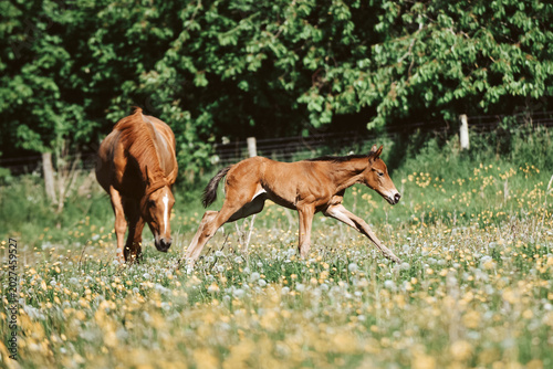 Schilderij op canvas Chestnut Thoroughbred racehorse mare and foal exploring the field for the first
