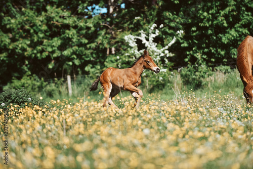 Fotografie Chestnut Thoroughbred racehorse mare and foal exploring the field for the first