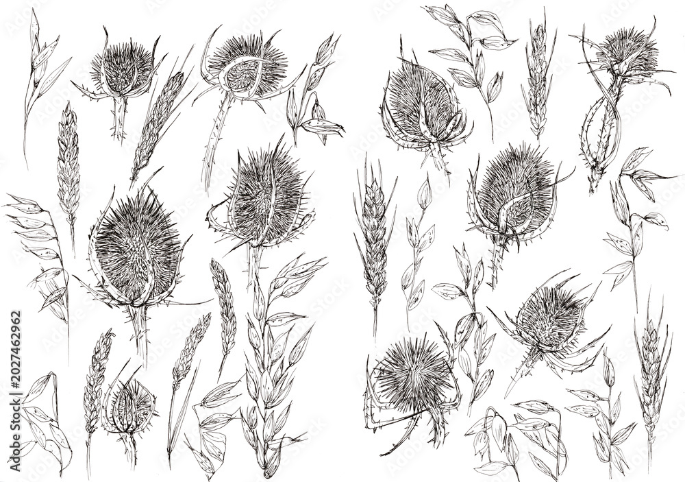 Fototapeta premium Pack de elementos florales dibujados a mano, flores de línea negras sobre fondo blanco, cardos, espigas, trigo, flores secas. Ilustración de línea en blanco y negro realizada con boligrafo