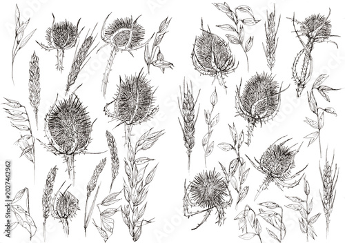 Pack de elementos florales dibujados a mano, flores de línea negras sobre fondo blanco, cardos, espigas, trigo, flores secas. Ilustración de línea en blanco y negro realizada con boligrafo