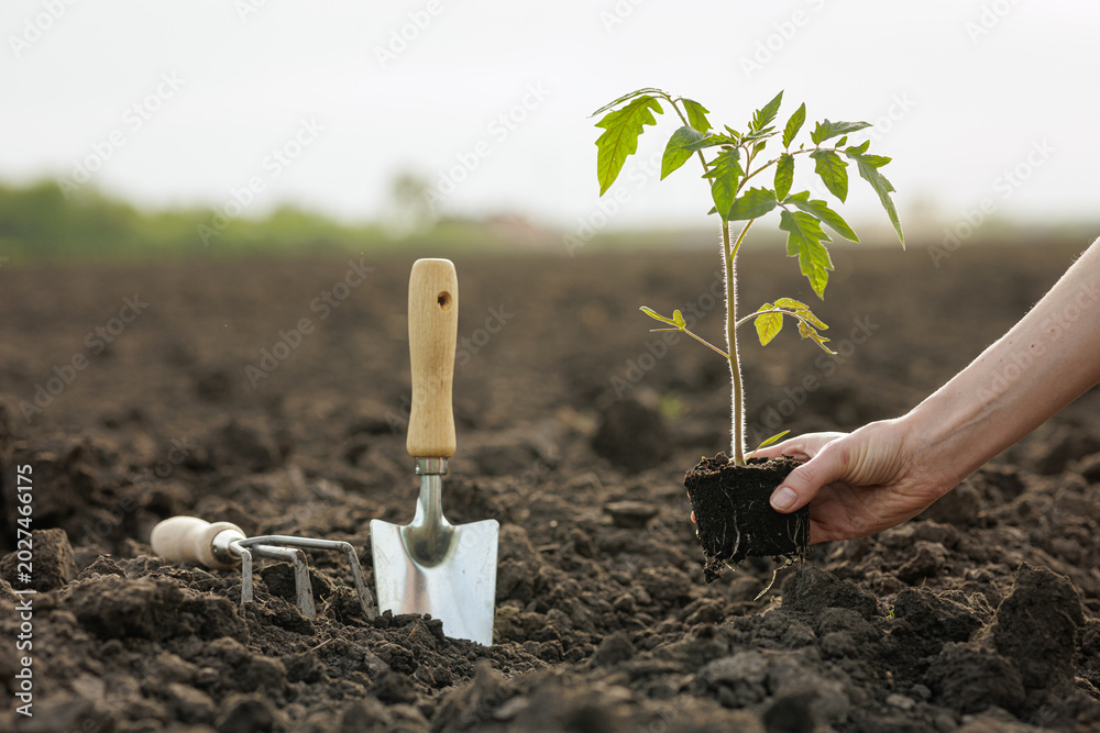 Obraz premium Planting Tomato Seedling in Freshly Tilled Soil with Garden Tools