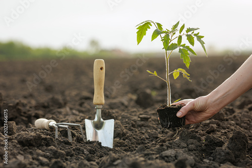 Planting Tomato Seedling in Freshly Tilled Soil with Garden Tools
