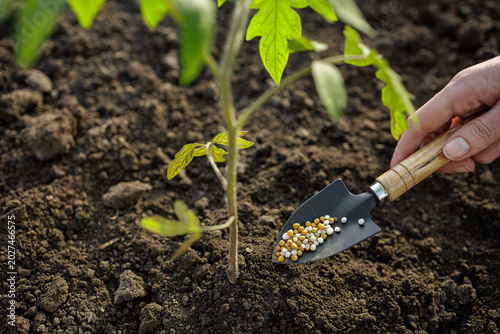 Applying Fertilizer to Tomato Plant in Garden Soil