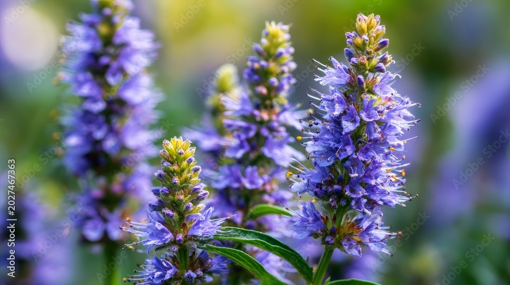 Obraz premium Hyssop flowers bloom beautifully outside, seen up close.