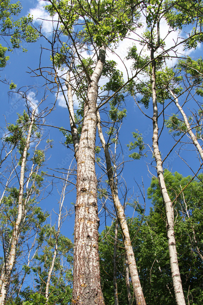 Fototapeta premium Aspen trees grow in nature