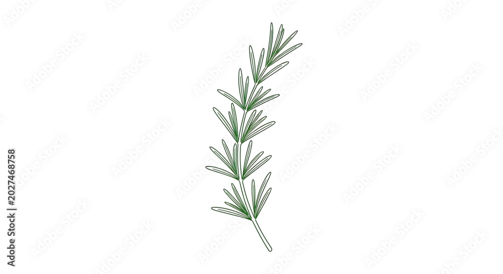 Obraz premium Hand drawn rosemary sprig, botanical illustration of aromatic herb
