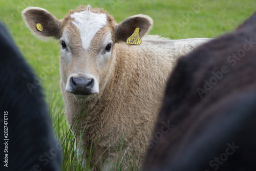 Photos Portrait of a young tan dairy calf standing in a pasture field