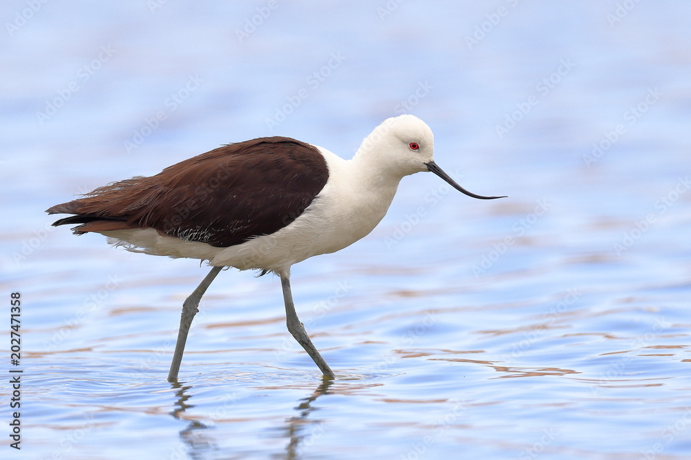 Obraz premium Andean Avocet, Recurvirostra andina, Laguna Caňapa, Andes, Bolivia