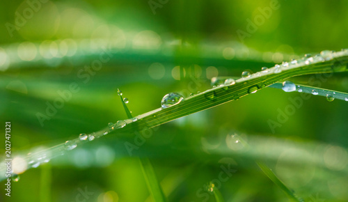 Quadro su tela Macro photo of rain drops on grass