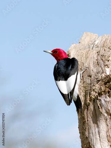 Red headed Woodpecker  (Melanerpes erythrocephalus) perched on a tree stump under a blue sky on sunny day.