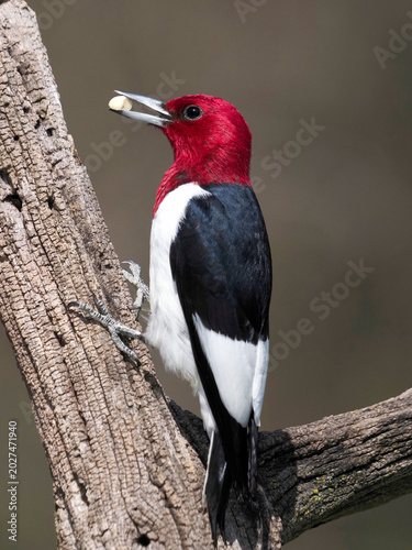 redheaded woodpecker (melanerpes erythrocephalus) perched on a tree branch with a peanut .