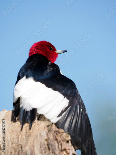 Red headed Woodpecker  (Melanerpes erythrocephalus) sunning itself on a tree stump under a blue sky on a sunny day.