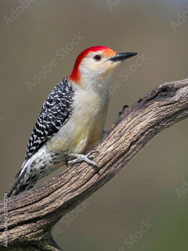 Red bellied Woodpecker  (Melanerpes carolinus) perched on a tree branch under a sunny blue sky.