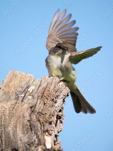 Eastern Phoebe (Sayornis phoebe) preparing to take off from a tree stump on a sunny day.