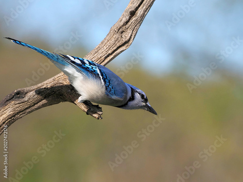 Blue Jay  (Cyanocitta cristata) perched on a tree branch on a sunny day.