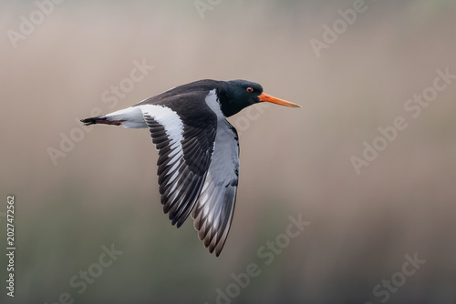 Oystercatcher in flight