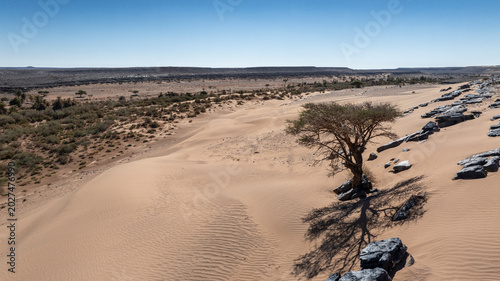 Tableau sur toile Lone Acacia Tree Sand Dune Volcanic Rock Boundary Desert Morocco