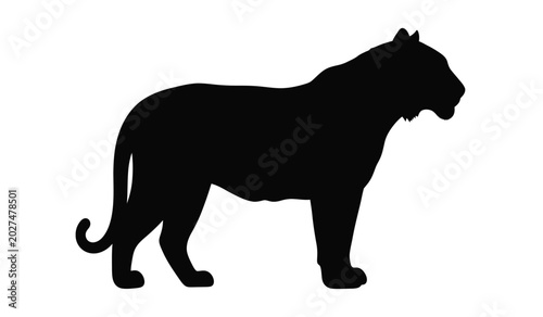 Photos Black tiger silhouette standing in profile against a white background a powerful