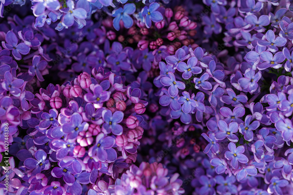 Fototapeta premium Vibrant Lilac Flowers in Full Bloom for Spring Decor
