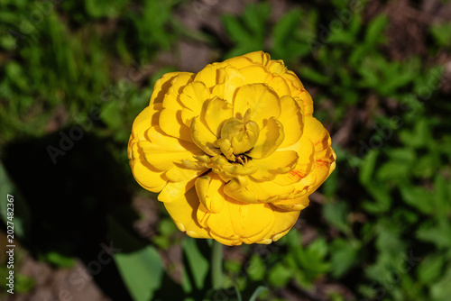 Top view of yellow tulip flower.