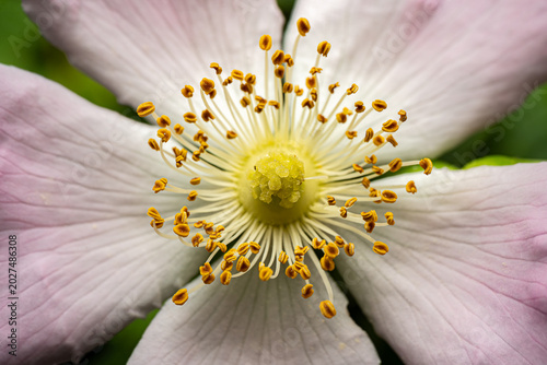 Wild rose flower top view macro close-up showing symmetrical pistil, orange stamens and pink petals with fine veining, pollen detail visible, botanical and floral photography.