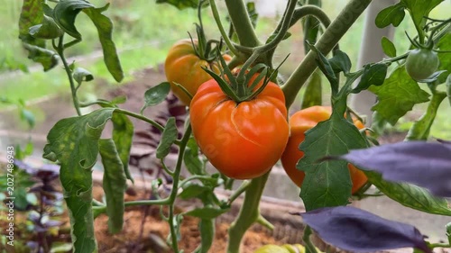 Tomatoes growing on the plant in a greenhouse, surrounded by lush green foliage. Controlled cultivation environment supports natural ripening and high quality harvest for fresh produce