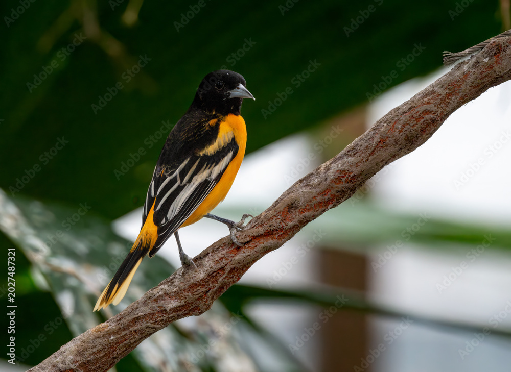 Fototapeta premium Baltimore oriole in stunning pose on a bare branch