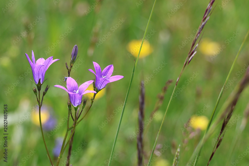 Fototapeta premium purple flowers in the grass