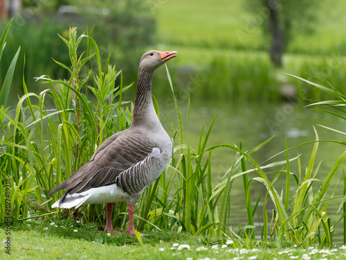 Greylag goose, Anser anser