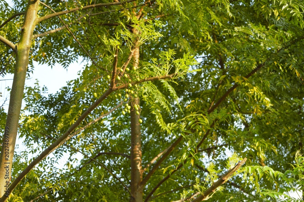 Fototapeta premium Green fruits on tree branch in Sauraha, Nepal