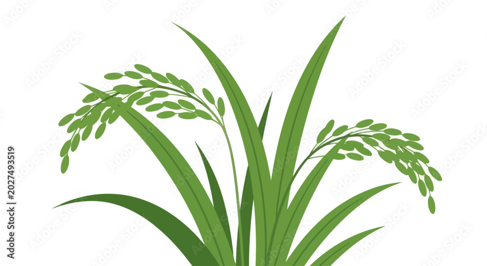 Fototapeta premium Green Rice Stalk with Grains on White Background