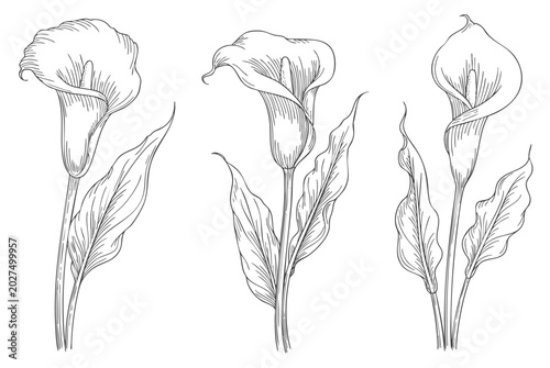 Foto Calla lily flowers in antique engraving linework set.