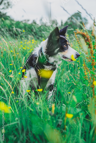border collie dog