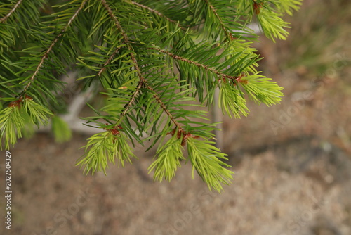 Foto Douglas Fir (Pseudotsuga menziesii) New Growth Tips in Spring Forest Light