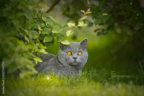 Photos Cute gray British Shorthair kitten sits in the grass beneath a bush and looking curiously into the distance