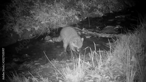 Raccoon looking for and eating something at a creek on a spring night
