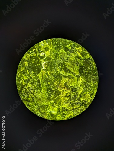 Seaweed Chip Under Microscope in Darkfield Illumination