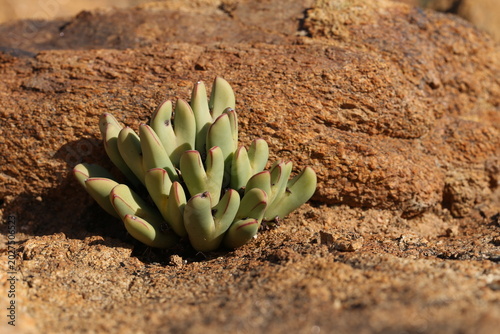 Quadro su tela Conophytum bilobum photographed in it's natural habitat in a region known as Namaqualand, South Africa
