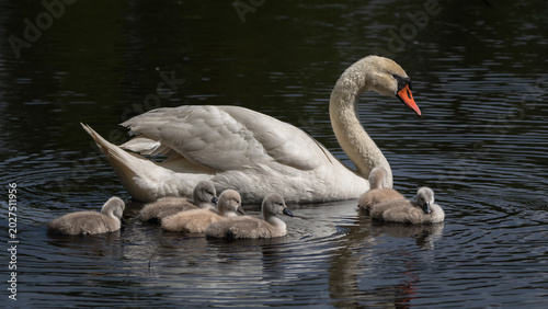 Fotografía Mute swan with cygnets swimming in dark wetland water
