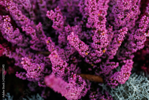 Cuadro en lienzo Close up of blooming pink heather combined with silver dusty miller in garden be